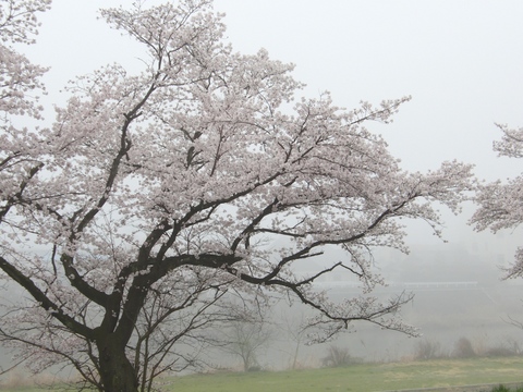 1104桜 (1).jpg