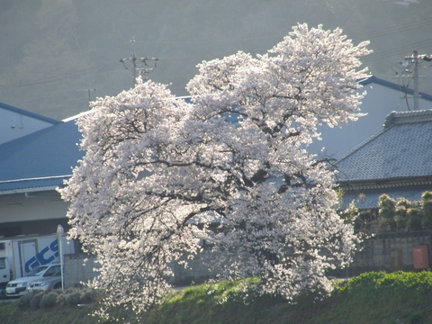 1104桜 (3).jpg