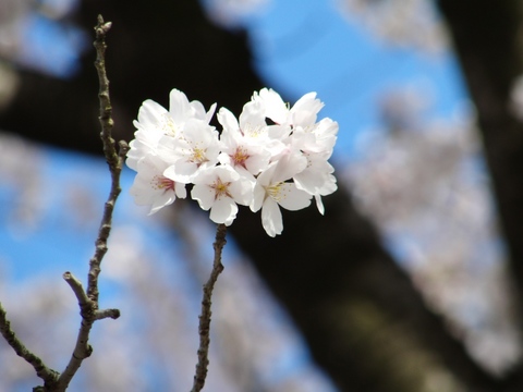 1104桜 (4).jpg