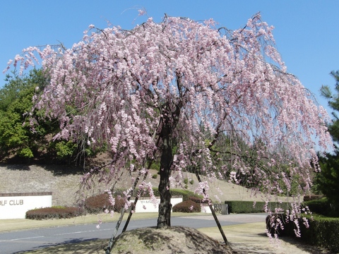 1104桜 (5).jpg