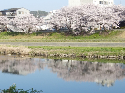 1104桜 (7).jpg