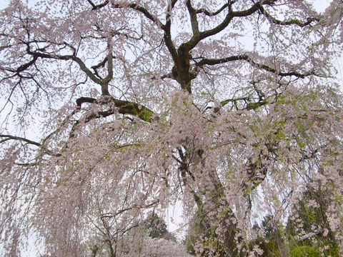 1204桜 (2).jpg